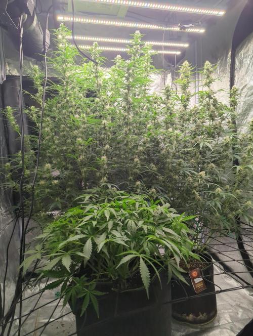 Frosted Zinn x 3 Bears OG ( Barney's ). Week 9