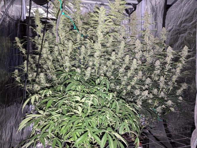 Frosted Zinn x 3 Bears OG ( Barney's ). Week 9