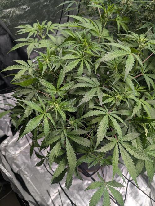 Frosted Zinn x 3 Bears OG ( Barney's ). Week 9