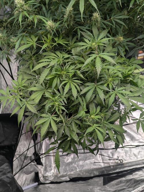 Frosted Zinn x 3 Bears OG ( Barney's ). Week 9