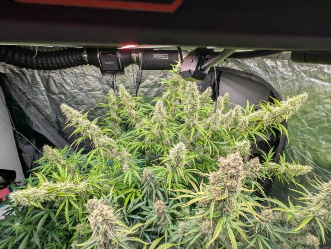 Tangerine Dream ( Barney's). Week 12