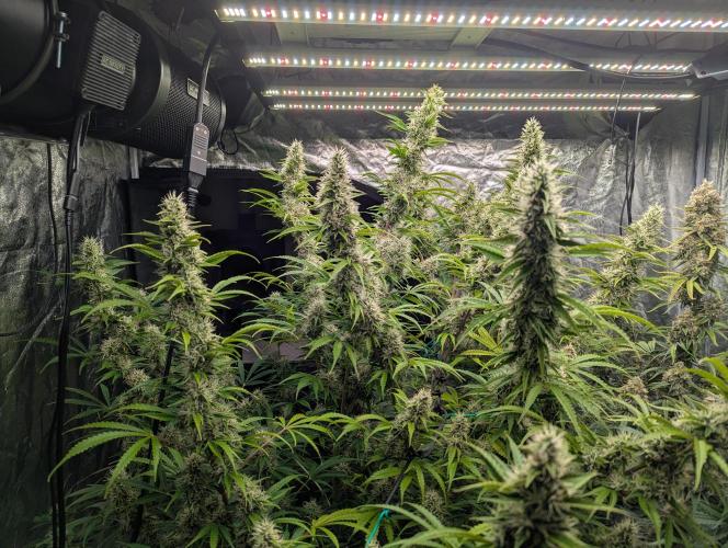 Tangerine Dream ( Barney's). Week 12