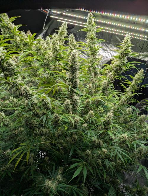 Tangerine Dream ( Barney's). Week 12