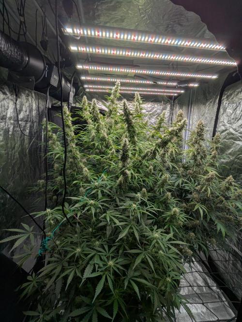 Tangerine Dream ( Barney's). Week 12