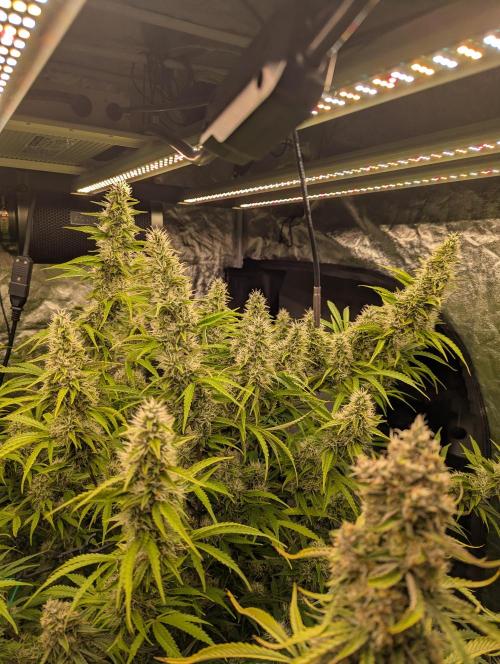 Tangerine Dream ( Barney's). Week 12