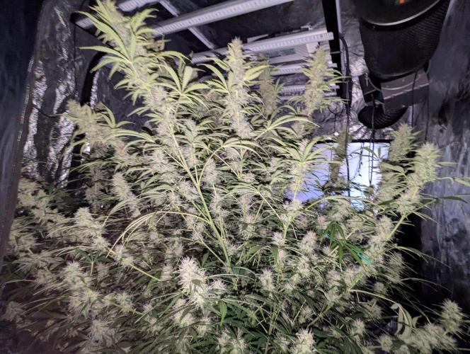 Tangerine Dream ( Barney's). Week 12