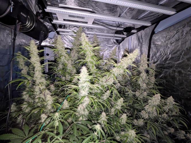 Tangerine Dream Auto. Week 12