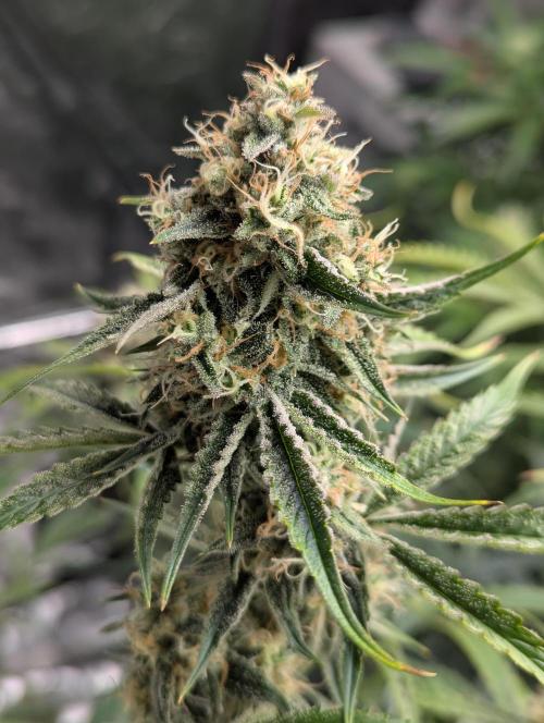 Lemon Haze ( Barney's ). Week 12