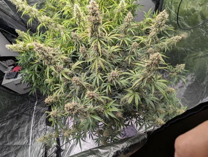 Lemon Haze ( Barney's ). Week 12