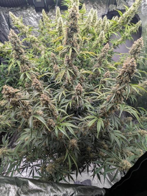 Lemon Haze ( Barney's ). Week 12