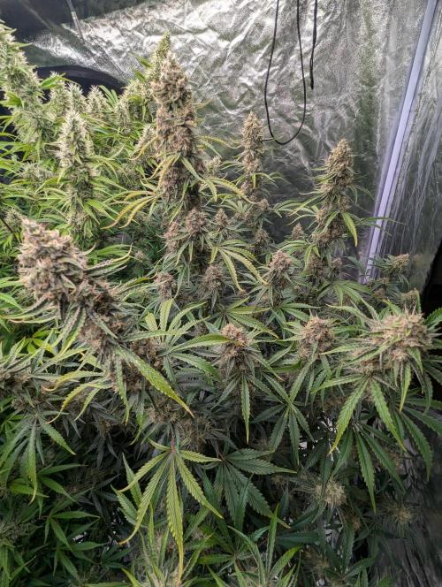 Lemon Haze ( Barney's ). Week 12
