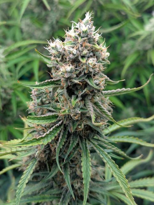 Lemon Haze ( Barney's ). Week 12