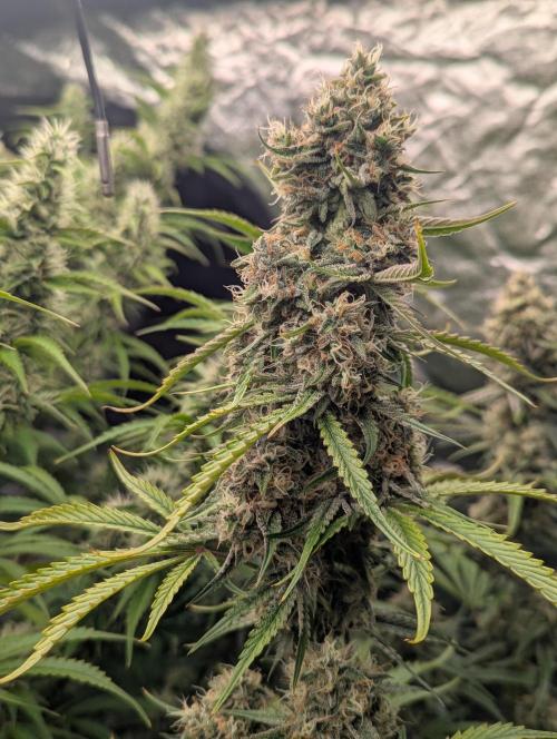 Lemon Haze ( Barney's ). Week 12