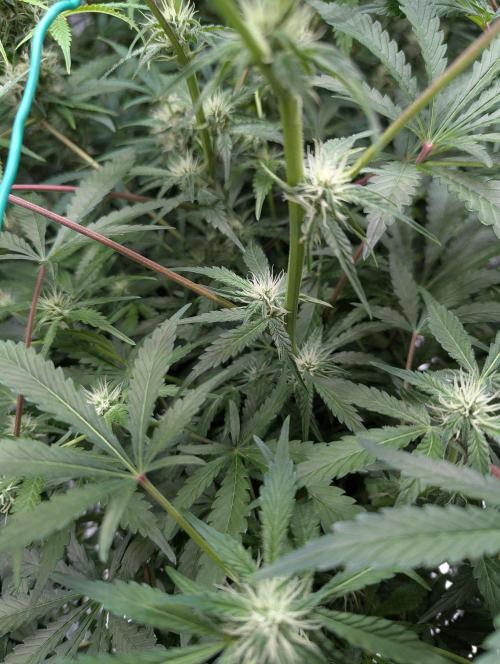 Frosted Zinn x 3 Bears OG ( Barney's ). Week 10