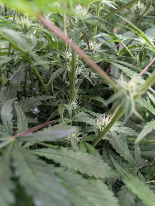 Frosted Zinn x 3 Bears OG ( Barney's ). Week 10
