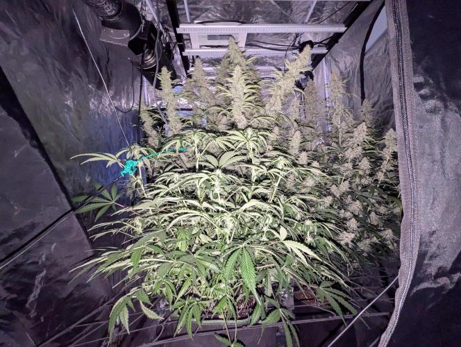 Frosted Zinn x 3 Bears OG ( Barney's ). Week 10
