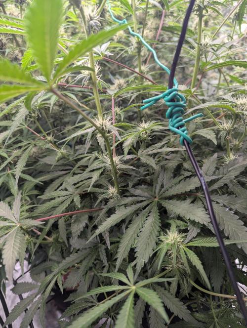 Frosted Zinn x 3 Bears OG ( Barney's ). Week 10
