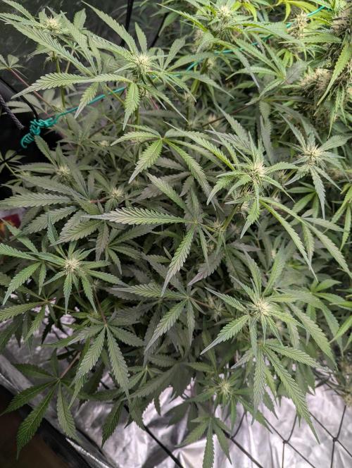 Frosted Zinn x 3 Bears OG ( Barney's ). Week 10