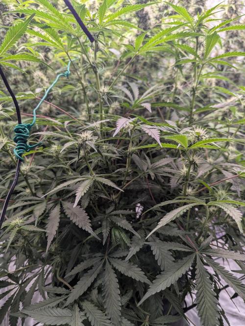 Frosted Zinn x 3 Bears OG ( Barney's ). Week 10