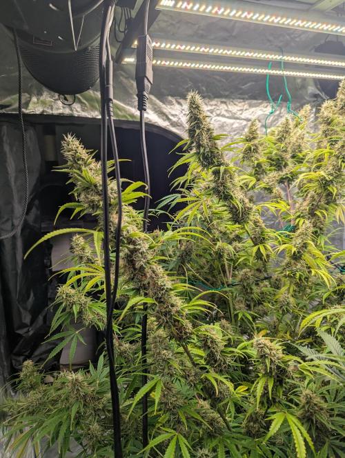 Tangerine Dream ( Barney's). Week 13