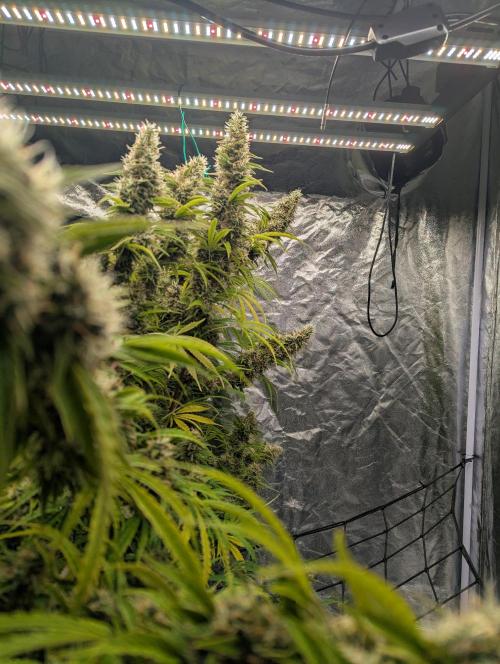 Tangerine Dream ( Barney's). Week 13