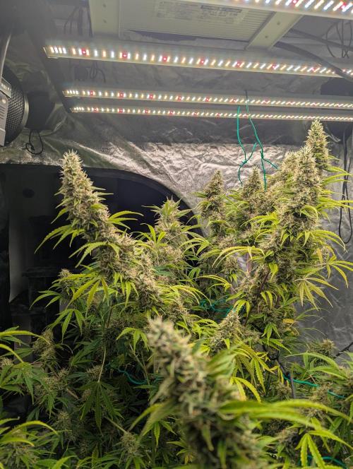 Tangerine Dream ( Barney's). Week 13
