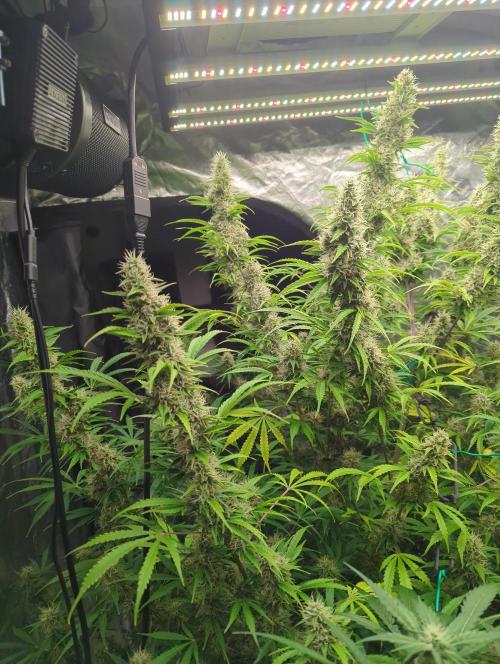 Tangerine Dream ( Barney's). Week 13