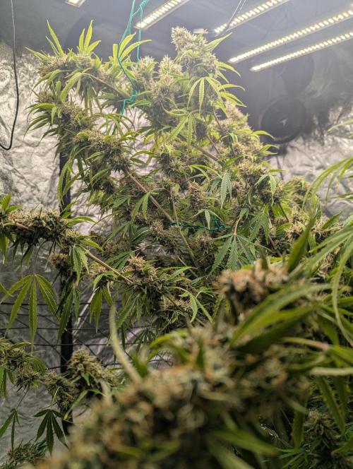 Tangerine Dream ( Barney's). Week 13