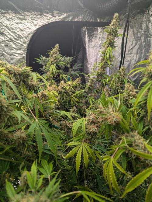 Tangerine Dream ( Barney's). Week 13