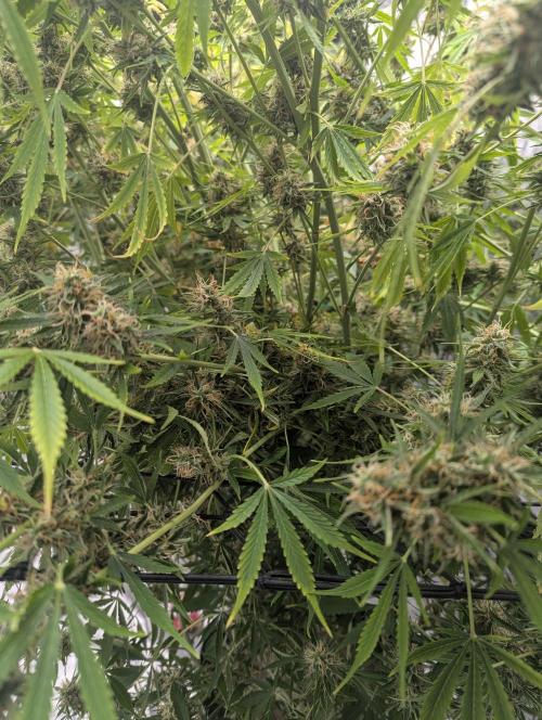 Tangerine Dream ( Barney's). Week 13