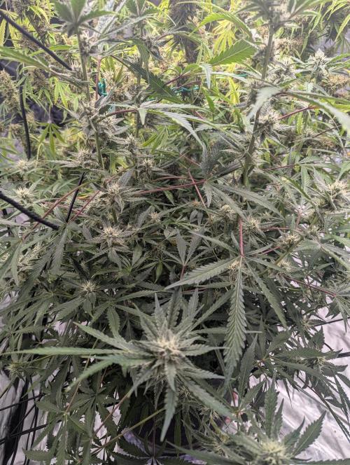 Frosted Zinn x 3 Bears OG ( Barney's ). Week 11