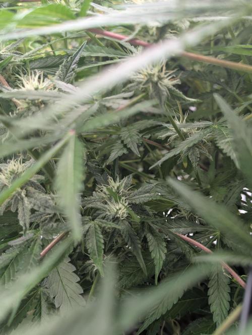Frosted Zinn x 3 Bears OG ( Barney's ). Week 11