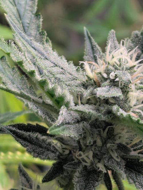 Frosted Zinn x 3 Bears OG ( Barney's ). Week 11
