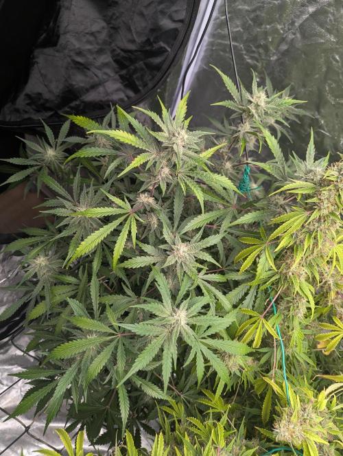 Frosted Zinn x 3 Bears OG ( Barney's ). Week 11