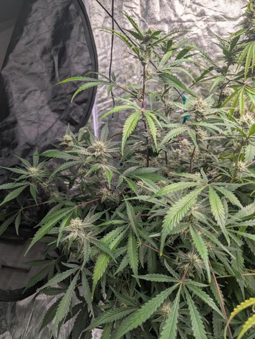 Frosted Zinn x 3 Bears OG ( Barney's ). Week 11