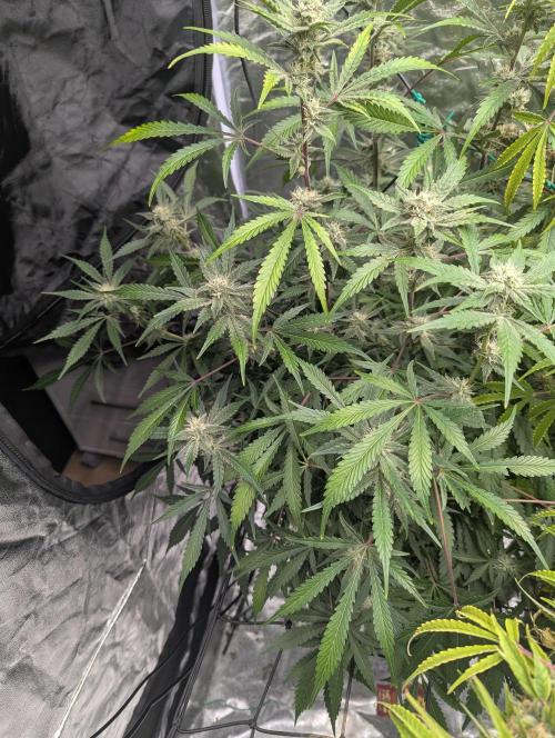 Frosted Zinn x 3 Bears OG ( Barney's ). Week 11