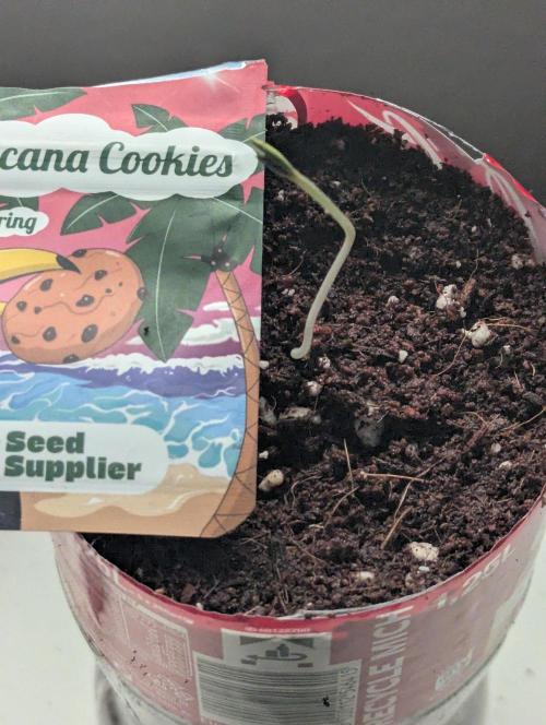 Tropicana Cookies Coca Cola 1L 420 Promo. Week 0