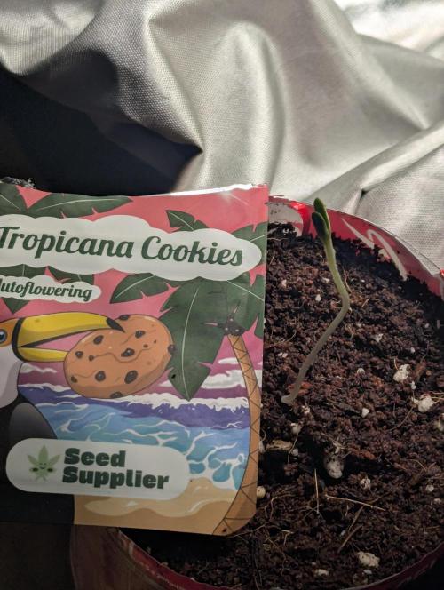 Tropicana Cookies Coca Cola 1L 420 Promo. Week 0
