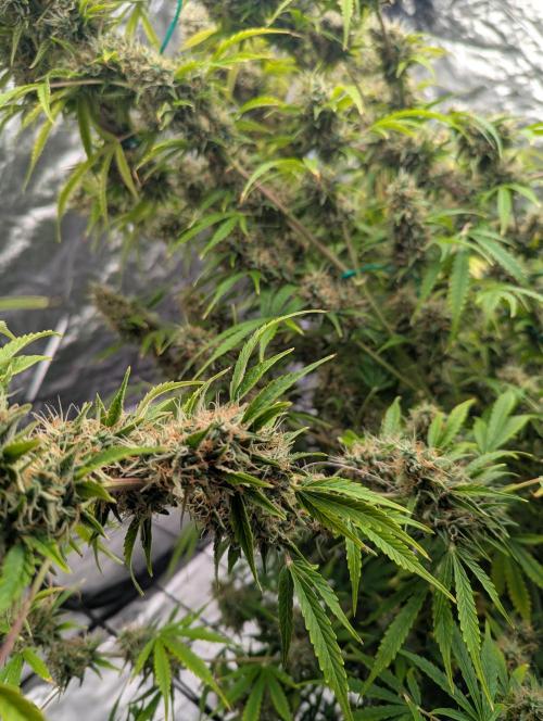 Tangerine Dream ( Barney's). Week 14