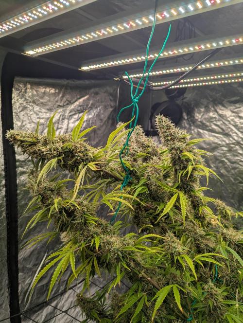 Tangerine Dream ( Barney's). Week 14