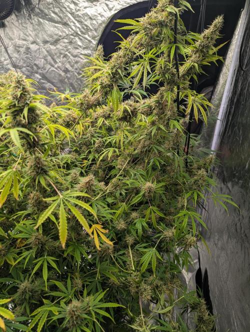 Tangerine Dream ( Barney's). Week 14