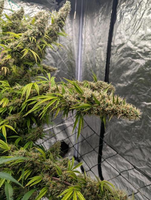 Tangerine Dream ( Barney's). Week 14