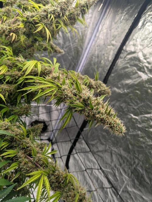 Tangerine Dream ( Barney's). Week 14