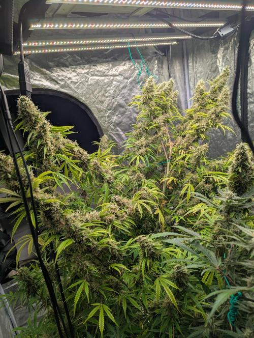 Tangerine Dream ( Barney's). Week 14