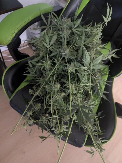 Lemon Haze ( Barney's ). Week 13