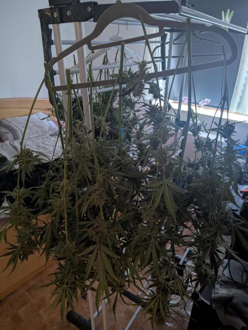 Lemon Haze ( Barney's ). Week 13