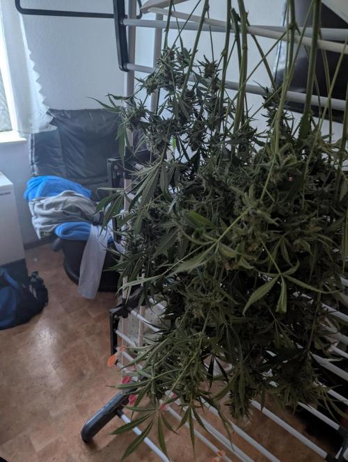Lemon Haze ( Barney's ). Week 13
