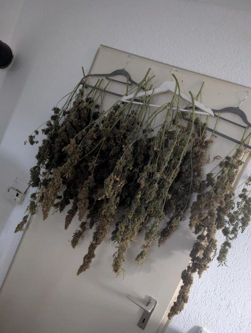 Tangerine Dream ( Barney's). Week 15