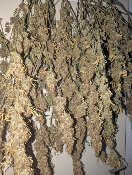 Tangerine Dream ( Barney's). Week 15