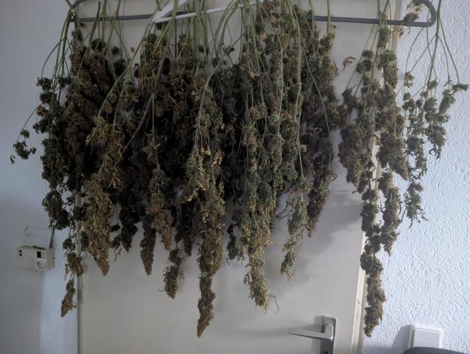 Tangerine Dream ( Barney's). Week 15